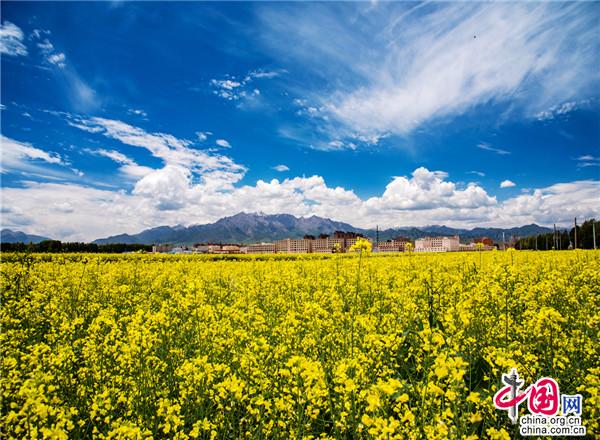 甘肃民乐：雪域花怒放 风吹满城香(图3)