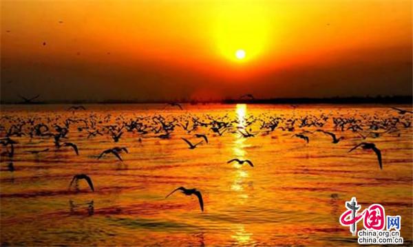 目之所及皆是风景 这个春天去宁夏沙湖观百鸟(图2)
