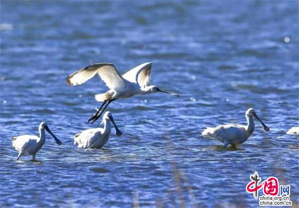 目之所及皆是风景 这个春天去宁夏沙湖观百鸟(图3)