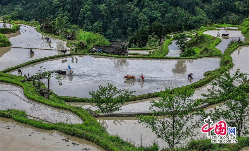 一路黔行：探秘贵州大山深处的有机小镇(图12)