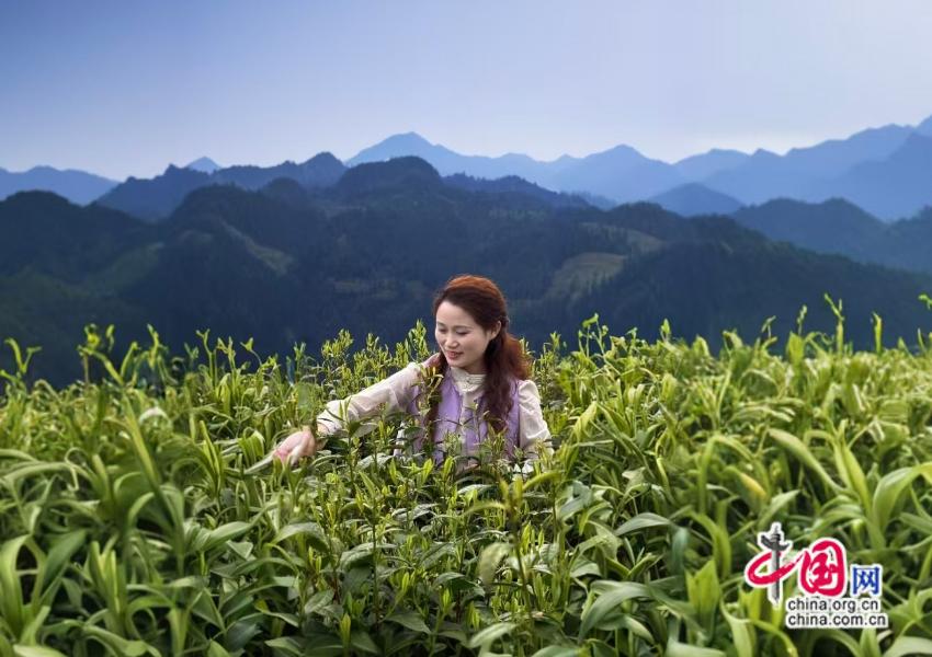 张家界：土家姑娘深耕茶旅 文旅添彩山水间(图2)